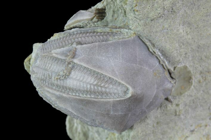 Blastoid (Pentremites) Fossil - Illinois #92231